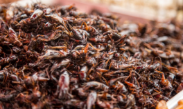 După viermi, greieri și lăcuste, furnicile sunt propuse drept aliment care să înlocuiască friptura la grătar. Cercetător: Putem crea mâncare delicioasă
