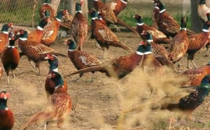 Silvicultorii din Bacău refac populația de fazani. 200 de păsări au fost eliberate în pădurea Fântânele