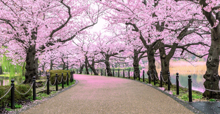 Sakura. Euforie efemeră în Țara Soarelui Răsare
