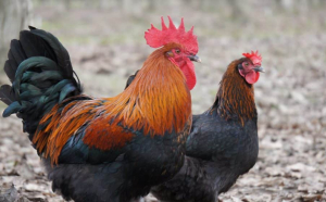 Eurostat: România, în topul țărilor europene cu cel mai mare număr de găini ouătoare