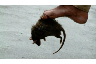  Indian mort de Covid, mâncat de șobolani