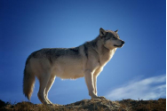  Animalele ocrotite dintr-un parc important al Franței, amenințate cu dispariția