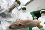  Focare noi de pestă porcină la Neamț și Iași