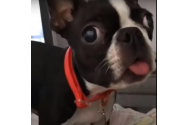 VIDEO - Cele mai tari faze cu animalele de companie