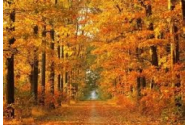 Cand este prognozata prima ninsoare in Romania. Caracterizarea lunii noiembrie facuta de meteorologi