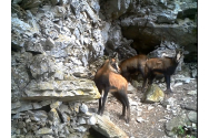 VIDEO - imagini rare cu un grup de capre negre în Parcul Național Retezat 