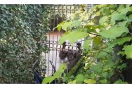 VIDEO Doi cimpanzei au fost uciși la o grădină zoologică din Olanda. Ei au încercat să evadeze
