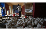 Pericolul din fermele de păsări. Un nou virus al gripei aviare, care are transmisibilitate ridicată, ar face Covid-19 să pară neînsemnat