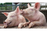 Din cauza pestei porcine, godacii de Crăciun vor fi tăiți numai în gospodării