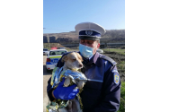 Ministerul de Interne anunță pedepse mari pentru cei care vor chinui animalele