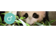 FOTO/VIDEO - Primul pui de panda uriaș născut în Olanda a fost prezentat publicului