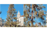 După ce localnicii au leșinat de râs, Primăria Arad caută alt brad