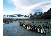 Insula Georgia de Sud va fi distrusă de cel mai mare ghețar din lume. Mii de animale antarctice sunt în pericol