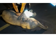 FOTO/VIDEO - Un pui de elefant rănit de un motociclist a fost resuscitat de un ambulanțier