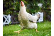 Carne artificială creată din fulgii de găină