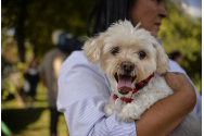 4.300 de candidați se bat pe cele 264 de posturi disponibile la Poliția Animalelor. Cât va câștiga un angajat