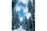 GALERIE FOTO - NINSOARE de VIS la Vatra Dornei