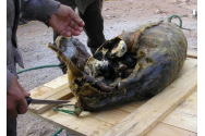 FOTO/VIDEO  - Kiviak, un deliciu culinar făcut din păsări fermentate în burta unei foci