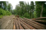 Noua aplicație Inspectorul Pădurii este disponibilă