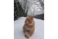 Motanul-mascotă al Grădinii Zoo din Piatra Neamț a fost furat