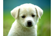 Prevederi legale noi în domeniul PROTECȚIEI ANIMALELOR