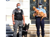 Poliţiştii, obligaţi să se ocupe de vacile şi maidanezii lăsaţi fără supraveghere