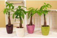 Pachira Aquatica, copacul banilor în Feng-Shui
