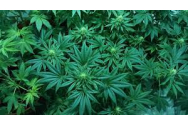 Marijuana va putea fi consumată în scop recreativ la New York