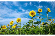 România rămâne cel mai mare producător de floarea-soarelui din Uniunea Europeană