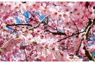 Tradiții în Duminica FLORIILOR. Ce trebuie să faci ca să ai noroc tot anul
