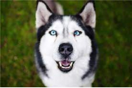 Fetiţă de 12 ani muşcată de faţă, de un Husky. Proprietara câinelui a făcut infarct şi a murit 