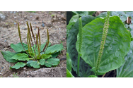 Patlagina, ajutor în tratarea infecțiilor respiratorii