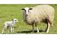 Medici veterinari anchetați de autoritățile italiene pentru trafic de animale