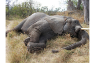 18 elefanți au fost găsiți morți în jungla indiană