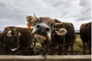 Un văcar a furat o maşină şi a scăpat de puşcărie... prin e-mail