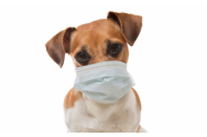 Primul animal din Spania confirmat cu coronavirus