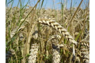 Asocierea în cooperative își scutește pe fermieri de taxe, dar românii se feresc de asta pentru că ”e din trecut”