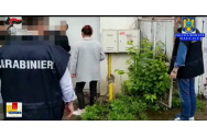 Operaţiunea „Bergamo” s-a încheiat la Paşcani cu destructurarea unei reţele de proxeneţi
