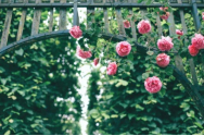 Știai că și florile au nevoie de îngrășăminte? Iată cum le poți ajuta să fie mai frumoase și sănătoase! 