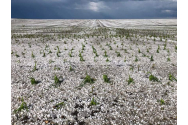 Culturi de pe 4.500 de hectare, distruse de inundații și grindină la Botoșani
