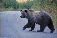 Atac de panică după o întâlnire cu un urs. Victima este o tânără din Neamț