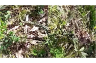 O viperă cu corn, filmată într-o pădure din Parcul Național Domogled