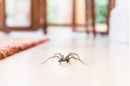 Cum poți scăpa de cele mai comune insecte dăunătoare? 