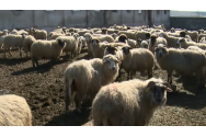 Lovitură grea pentru fermieri. Exportul de animale vii va fi interzis