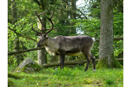Grădina Zoologică din Târgu Mureş, prima din România admisă ca membru  al Asociaţiei Europene a Grădinilor Zoologice şi Acvariilor