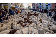  O turmă cu o mie de oi a defilat prin Madrid