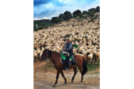 Calul n-a permis oilor să se bage în faţă, iar ciobanii l-au bătut pe veterinar