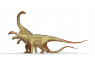 Oamenii de știință au descoperit o nouă specie de dinozaur
