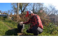 VIDEO - Un porc din România este dependent de Coca-Cola