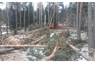 Arbori doborâţi de vânt pe linia de tensiune din zona drumului forestier Pietrele Doamnei